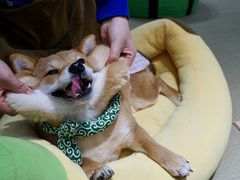 -逗柴咖啡屋·狗咖猫咖宠物桌游