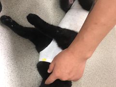 -联萌宠物医院(猫病专科)
