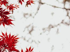 -艺圃