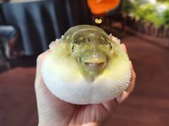 -肆月河豚·淮扬菜·湘菜(华天店)
