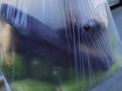 -庞各庄翠芳园西瓜蔬菜基地采摘园