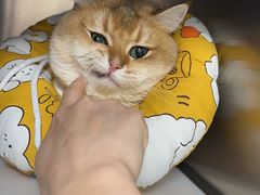 -联合动物医院(光谷诊疗中心)