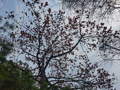 -荔湾湖公园