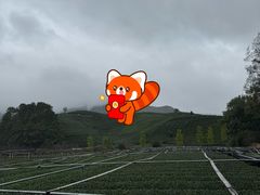 -龙坞茶村
