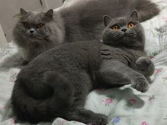 -四月宠物医院·猫专科·心脏专科·内科(转塘店)