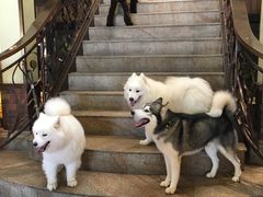 -more than meow吴止猫主题餐厅(承德 中船汇店)