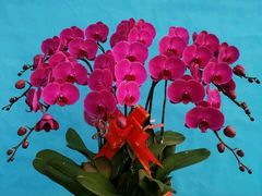 -小放牛河北菜(军校店)