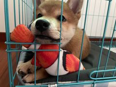 -美联众合动物医院(·中兽医·疑难杂症·严家桥分院)