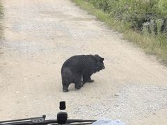 -黑瞎子岛探秘野熊园