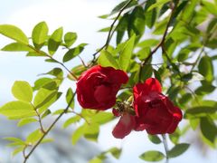 -深圳市中科院仙湖植物园