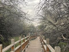 -中华福寿山