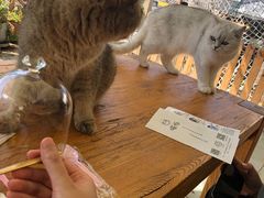 -喵屿·大理花园猫咖