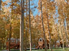 -黄海国家森林公园