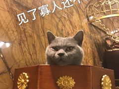 -more than meow吴止猫主题餐厅(承德 中船汇店)