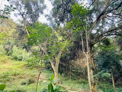 -青芝山风景名胜区