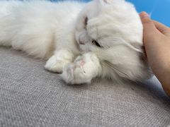 -喵宠乐园·撸猫互动·猫舍