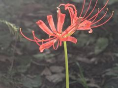 -苏州上方山国家森林公园