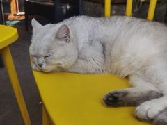 -喵屿·大理花园猫咖