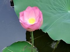 -荔湾湖公园