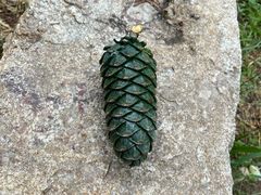 -鲁山国家森林公园