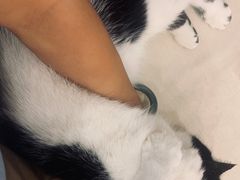 -BABIT巴比特宠物(MOMOPARK店)