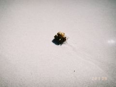 -环滩岛