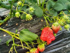 -胜丰草莓采摘园