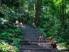 -黔灵山公园