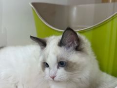 -青奢宠物·青奢猫舍