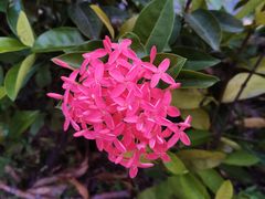 -同仁四季椰子鸡(宝安壹方城店)