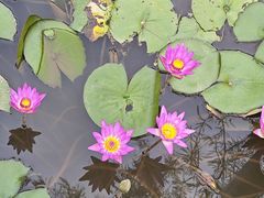 -东莞植物园