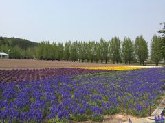 -富田农场