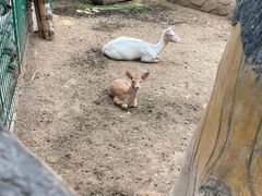 -石家庄市动物园