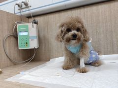 -北京观赏动物医院·24小时大型综合·猫专科·异宠专科