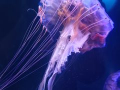 -太平洋海底世界