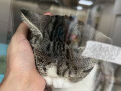 -美联众合动物医院·24h京西诊疗中心