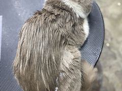 -PETKIT小佩宠物·低压洗护(国顺东路店)