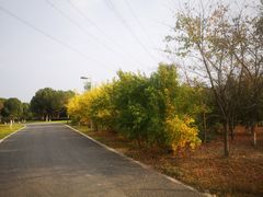 -九里河湿地公园