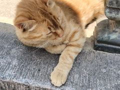 -高旻寺