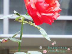 -maan coffee漫咖啡(通州店)