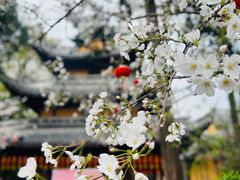 -龙华寺