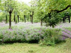 -贵阳市花溪国家城市湿地公园