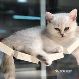 小小香宠 宠爱我们每个宝宝