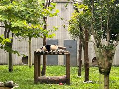 -卧龙中华大熊猫苑神树坪基地
