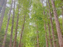 -上海滨江森林公园