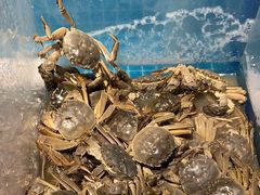 -曼格活海鲜·牛排自助(光明蓝鲸店)