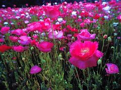 -绵阳盛世樱花悠乐谷