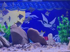 -烟台海昌鲸鲨海洋公园