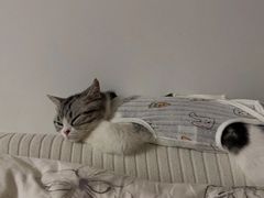 -lincat·猫舍(广州店)