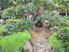 -苏州文庙(姑苏区)